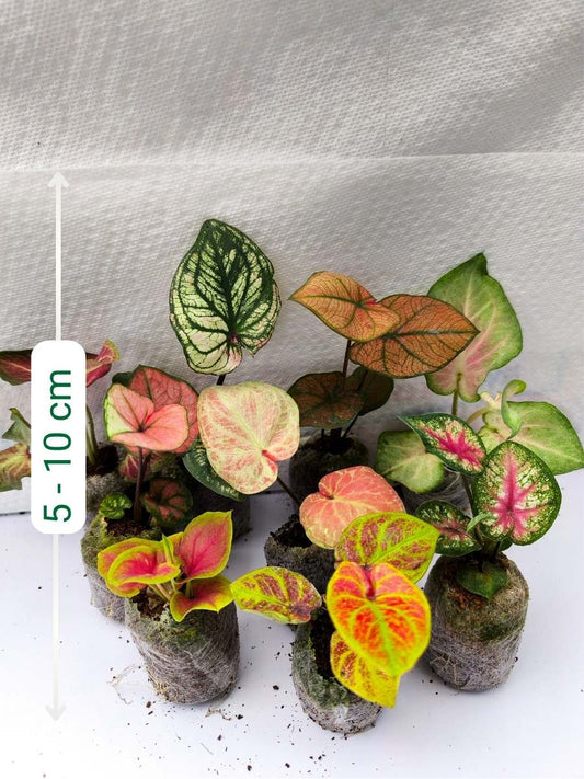 Thai Dwarf Caladium Sprouted Bulbs (Assorted) Combo 699-Set of 6 Sprouted Bulbs in Jiffy Bags
