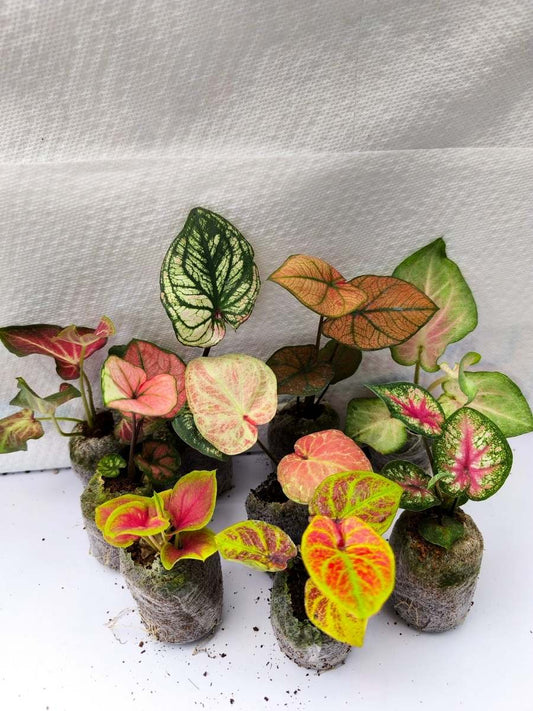 Thai Dwarf Caladium Sprouted Bulbs (Assorted) Combo 699-Set of 6 Sprouted Bulbs in Jiffy Bags