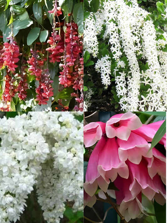 Flowering Plants Super Combo 525- Thunbergia+Petrea White+Fraser Island+Manimulla (In Jiffy Bags)