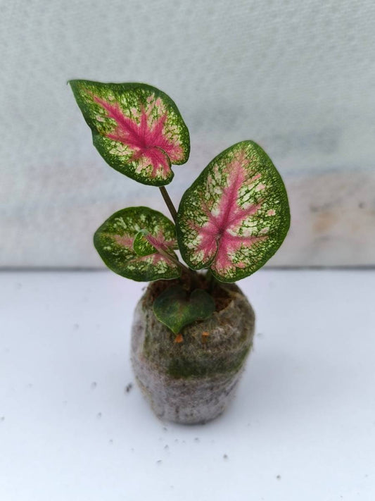Caladium Tickle Me Pink (Tissue Culture Plant with bulb in Jiffy bag)