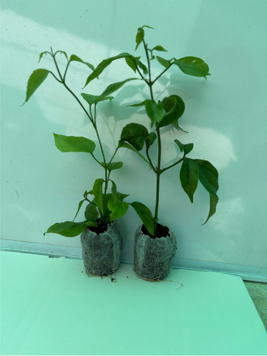 Golden Cascade Set of 2 well rooted Plants in Jiffybags