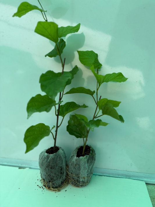 Christmas jasmine (Manimulla) Set of 2 well rooted Plants in Jiffybags