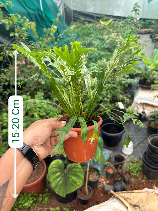 Variegated Fern