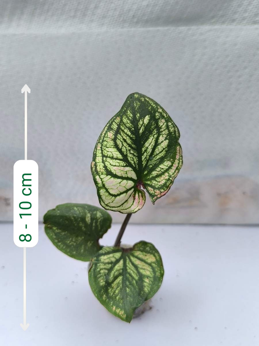 Caladium Daging Maha Ming Mongkol (Tissue Culture Plant with bulb in Jiffy bag)
