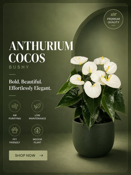 Flowering Anthurium Cocos