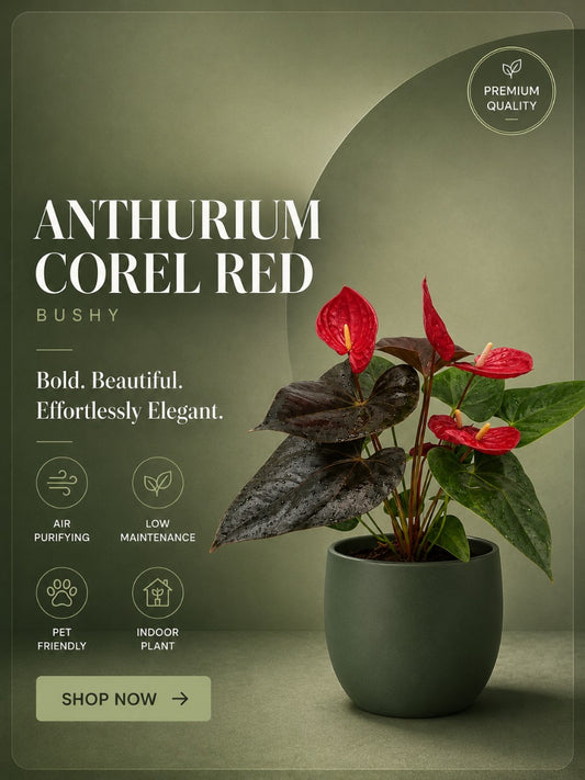 Flowering Anthurium Corel Red
