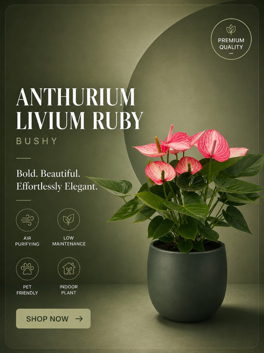 Flowering Anthurium Livium Ruby