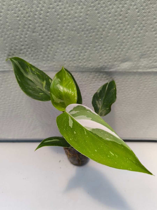 Philodendron White Princess ( Tissue Culture Plant in Jiffy bag)