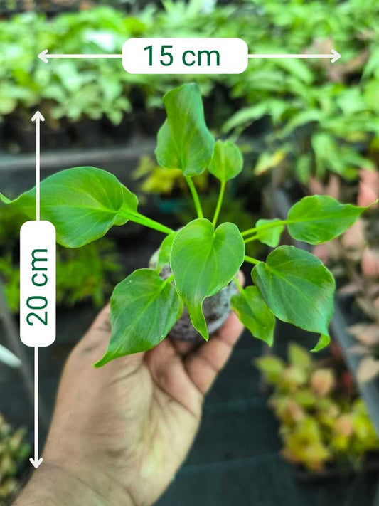 Philodendron Xanadu (Tissue Culture Plant in Jiffy)