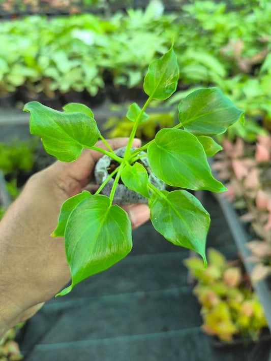 Philodendron Xanadu (Tissue Culture Plant in Jiffy)