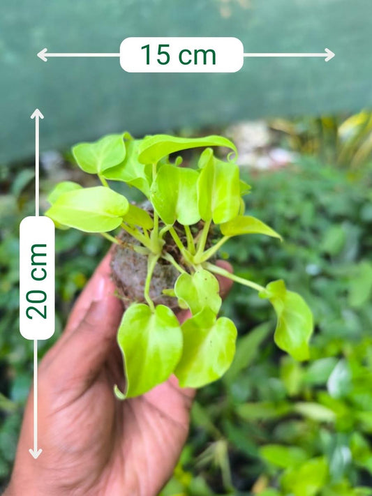Philodendron Xanadu Golden (Tissue Culture Plant in jiffy bag )