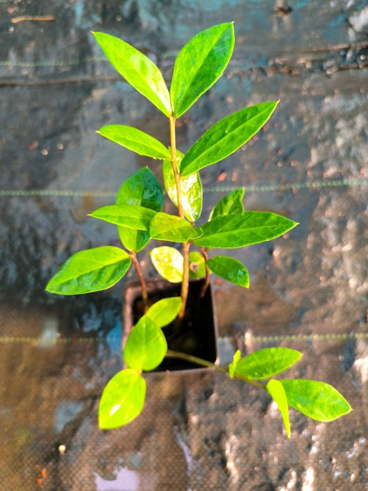 ZZ Green (Zamioculcas Zamiifolia) Multi Shooted Bushy Plant Without Pot