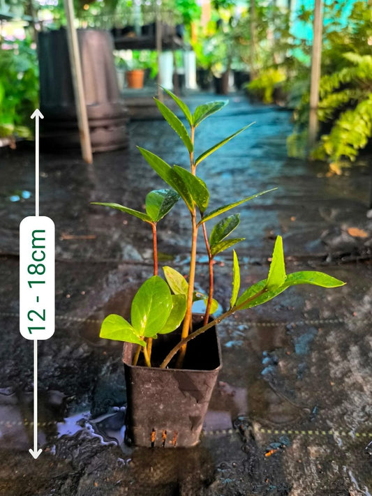 ZZ Green (Zamioculcas Zamiifolia) Multi Shooted Bushy Plant Without Pot