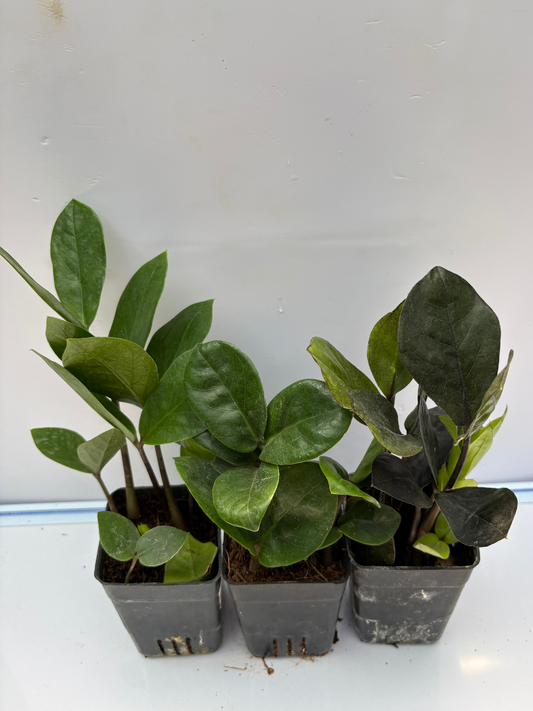 ZZ plant Combo 525 Black, Green and Green Dwarf (Rooted Plants Without Pot)