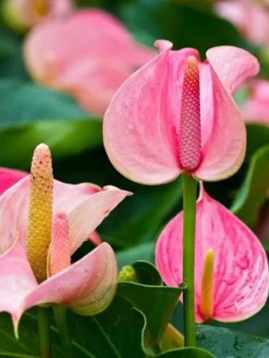 New Pink Miniature Anthurium Multi Shooted Plant With Flower In Pot