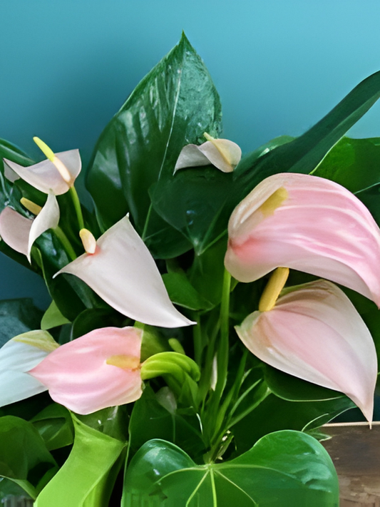 Light Pink Miniature Anthurium Multi Shooted Plant With Flower In Pot