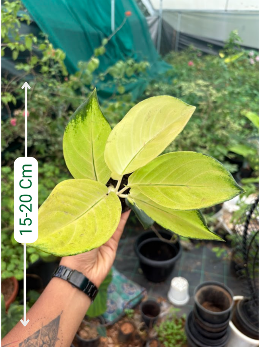 Aglaonema Yellow Majestic Plant With Pot