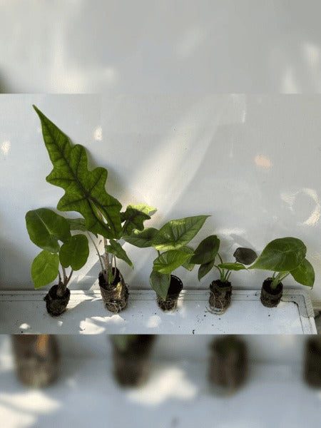 Alocasia Plants Super Combo 888-Jacklyn ,Pink Dragon, Scalprum, Reversa, Longiloba( Rooted Plants In Paper Bags)
