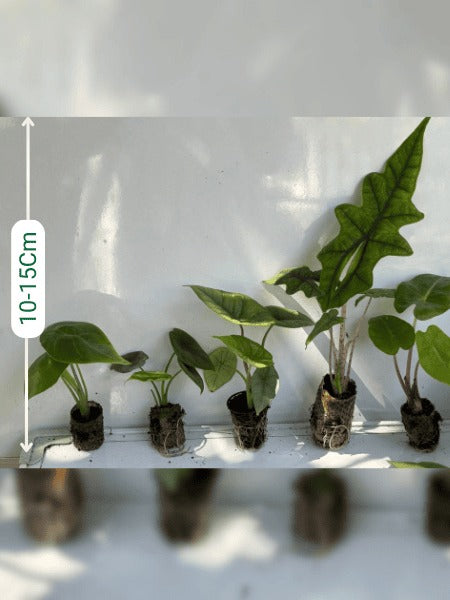 Alocasia Plants Super Combo 888-Jacklyn ,Pink Dragon, Scalprum, Reversa, Longiloba( Rooted Plants In Paper Bags)