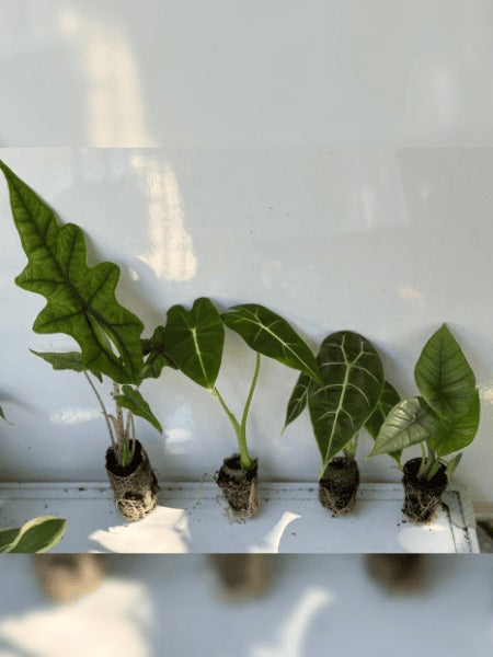 Alocasia Plants Super Combo 678- Jacklyn, Frydeck,Watsoniana,Platinum(Rooted In Paper Bags)