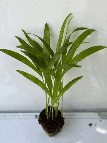Areca Palm Seedling (Pack Of Two)