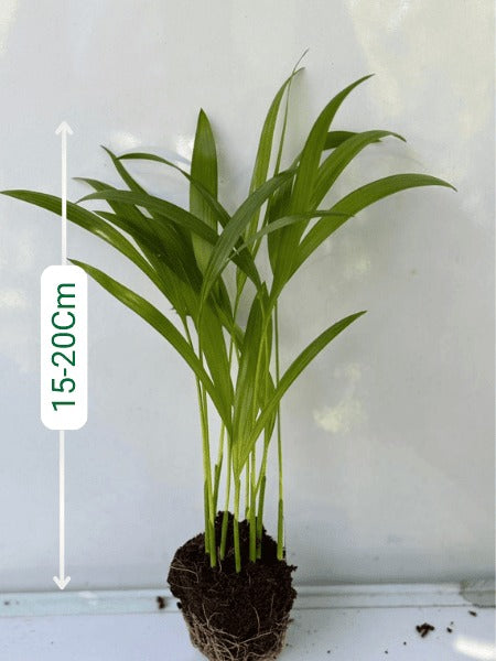 Areca Palm Seedling (Pack Of Two)