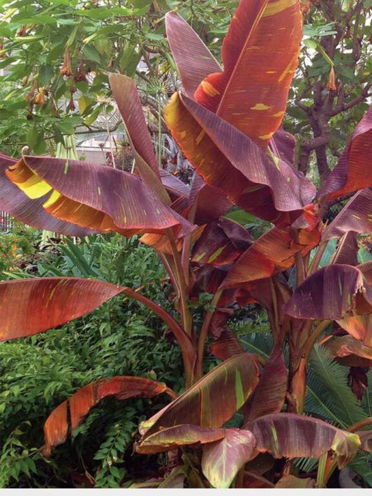 Ornamental Red Banana ( Musa Siam Ruby) Combo 777 for 3 Well hardened Tissue Culture Plants in Jiffy bags