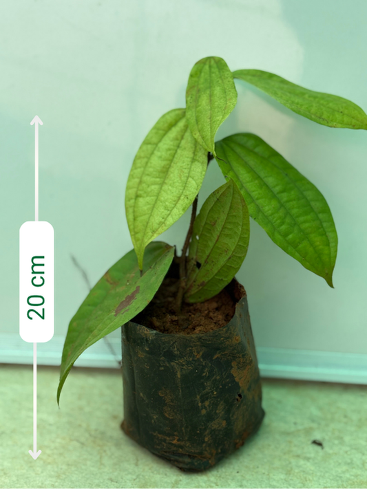 Bauhinia Coccinea (Rooted plant in poly bag)