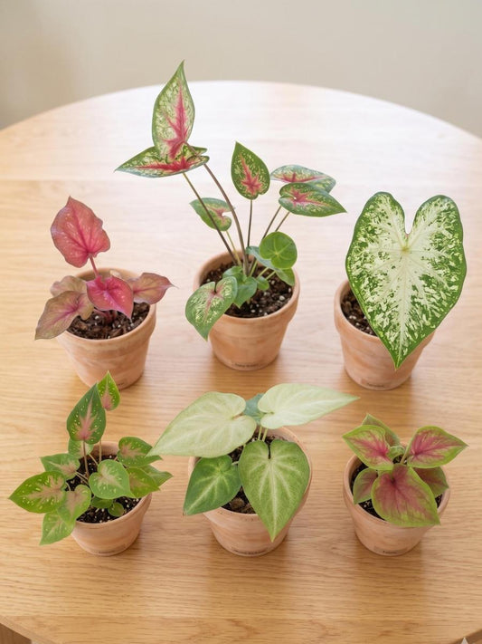 Thailand Dwarf Variety Caladium Combo 777- Red Ruffle,Pink Queen,Stardust,Bud Bicolor,Hot Lips, Muffet