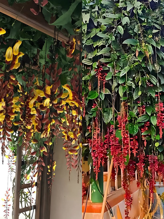 Thunbergia Combo 849 -3 Varieties  in Poly Bags