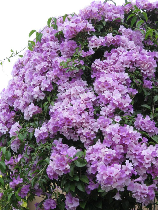 Garlic Vine ( Mansoa Alliacea) Rooted plant in poly bag