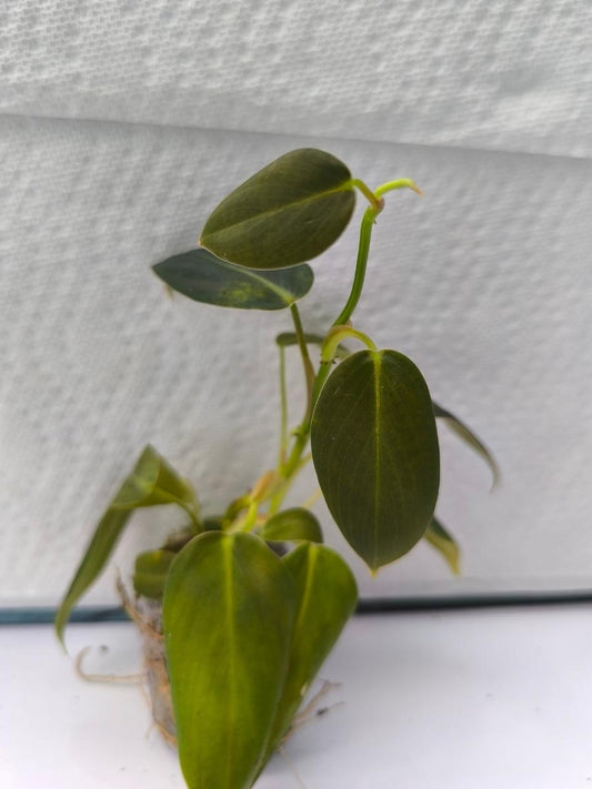 Philodendron Gigas (Tissue Culture Plant in Jiffy bag)