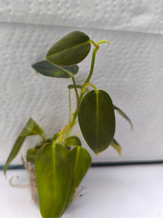 Philodendron Gigas (Tissue Culture Plant in Jiffy bag)