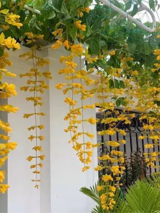 Golden Cascade (Rooted plant in poly bag)
