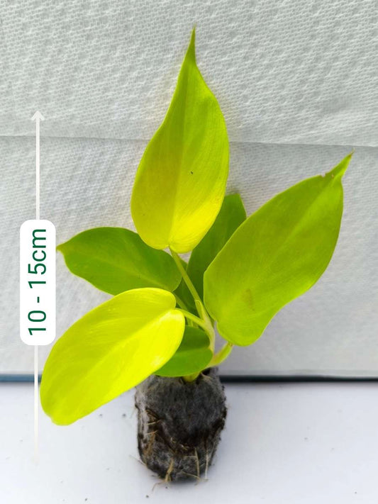 Philodendron Golden Violin (Tissue Culture Plant in Jiffy bag)