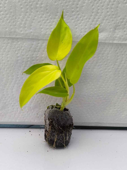Philodendron Golden Violin (Tissue Culture Plant in Jiffy bag)