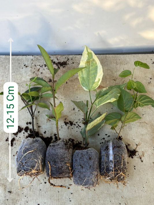 Flowering Plants Super Combo 525- Thunbergia+Petrea White+Fraser Island+Manimulla (In Jiffy Bags)