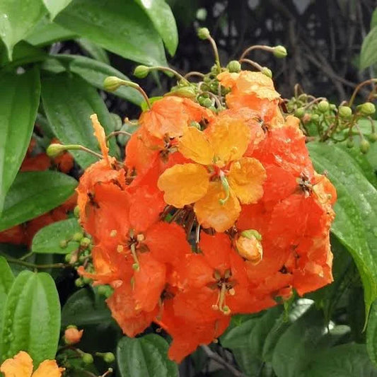 Bauhinia Coccinea (Rooted plant in poly bag)