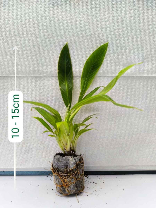 Philodendron Lynette (Tissue Culture Plant in Jiffy bag)
