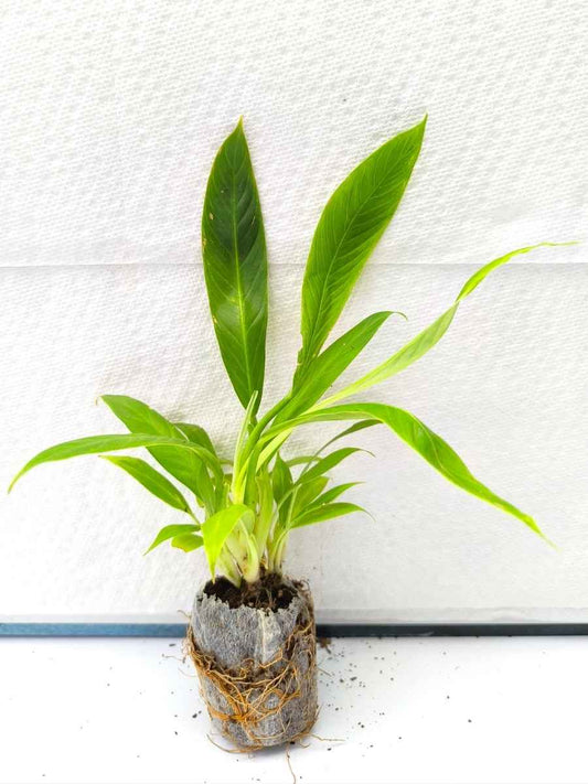 Philodendron Lynette (Tissue Culture Plant in Jiffy bag)