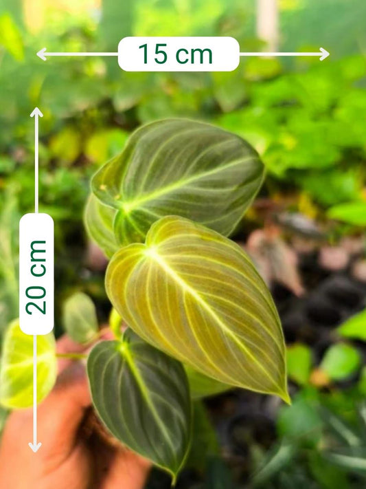 Philodendron Melanochrysum  (Tissue Culture Plant in Jiffy Bag)