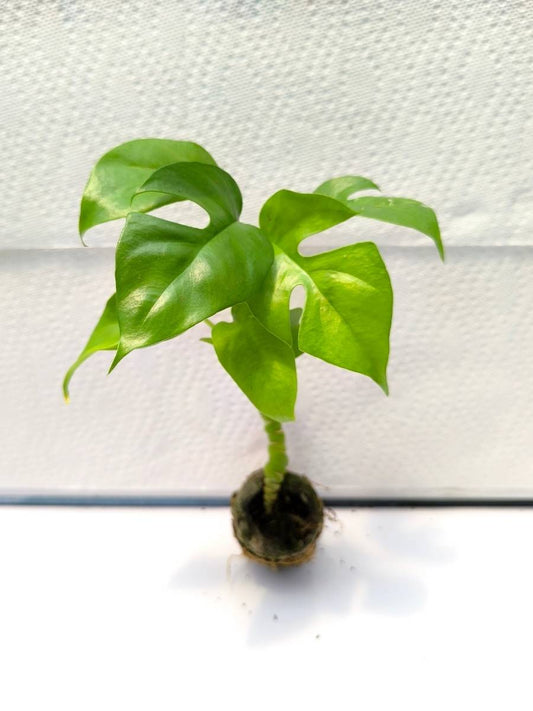 Philodendron Minima(Tissue Culture Plant in Jiffy bag)