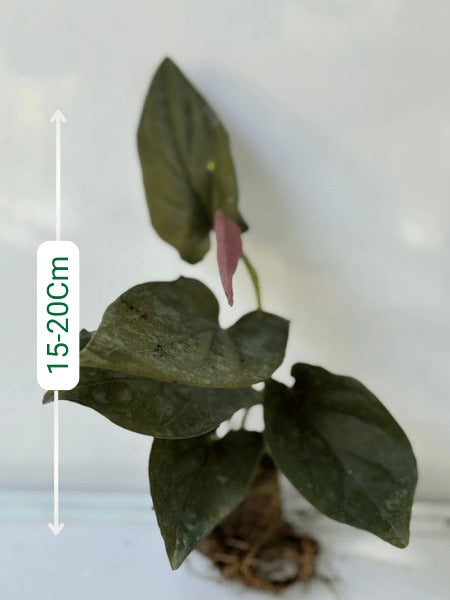 Money Plant Black (In Jiffy Bags)