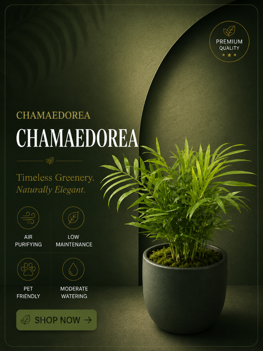 Chamaedorea (Well rooted Bushy Plant in 3 inch Pot)