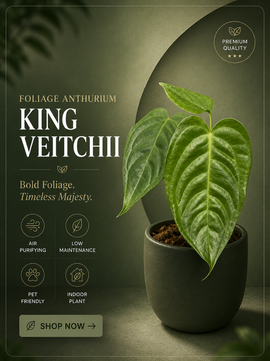 Foliage Anthurium King Veitchii