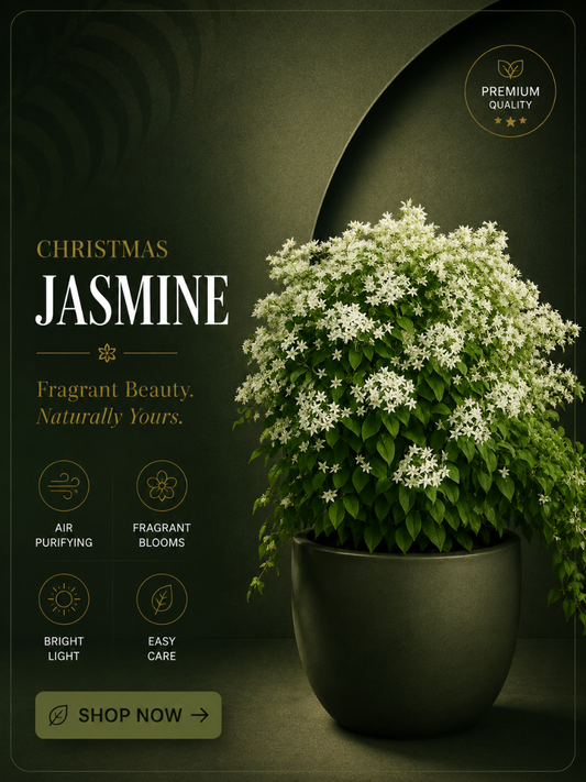 Christmas jasmine (Manimulla) Set of 2 well rooted Plants in Jiffybags