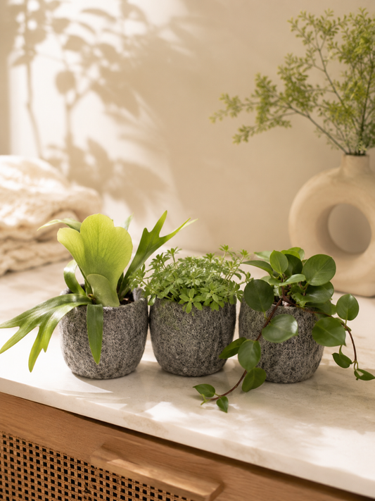 Rare Ferns Combo 475-Staghorn +Bluestar +Leather Leaf (In Jiffy Bags)