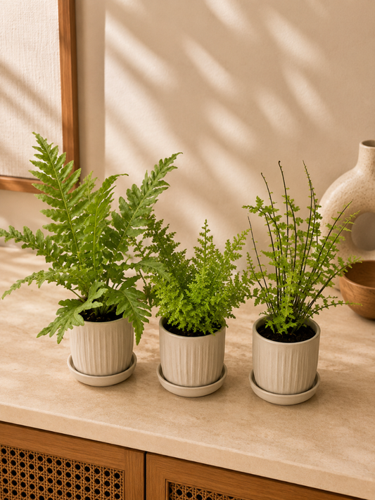 Fern Combo 399 ( Tree, Fluffy, Petticoat) Tissue Culture Plants in Jiffy Bags )