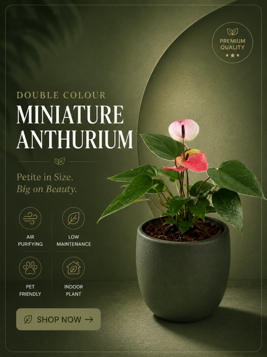 Double Colour Miniature Anthurium Multi Shooted Plant With Flower In Pot