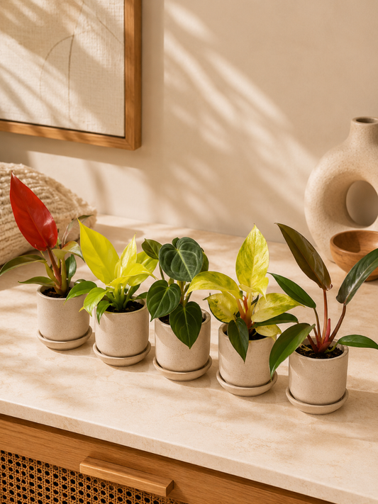 Philodendron Super Combo 789 -Melanochrysum, Florida bronze, Sunred, Rush, Painted Lady (In Jiffy Bags)